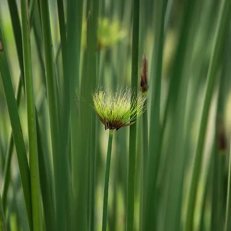 O Vale אריסרייה